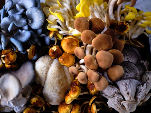 Close-up photo of specialty mushrooms - oyster mushrooms, mother of pearl mushrooms, chestnut mushrooms and more 