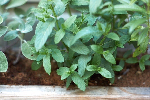 Mint Frozen Yogurt Recipe