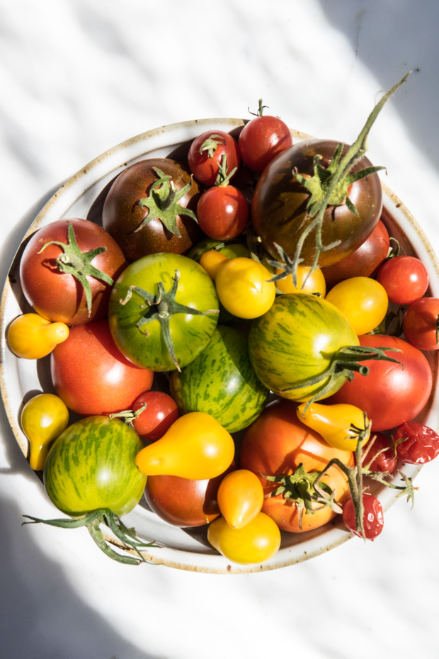 Easy Tomato & Pasta Salad Recipe