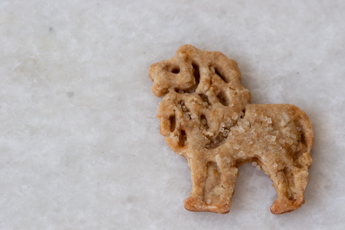Animal Cracker by Andi Brown