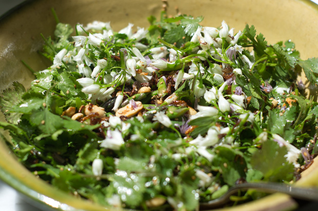 Cilantro Salad Recipe