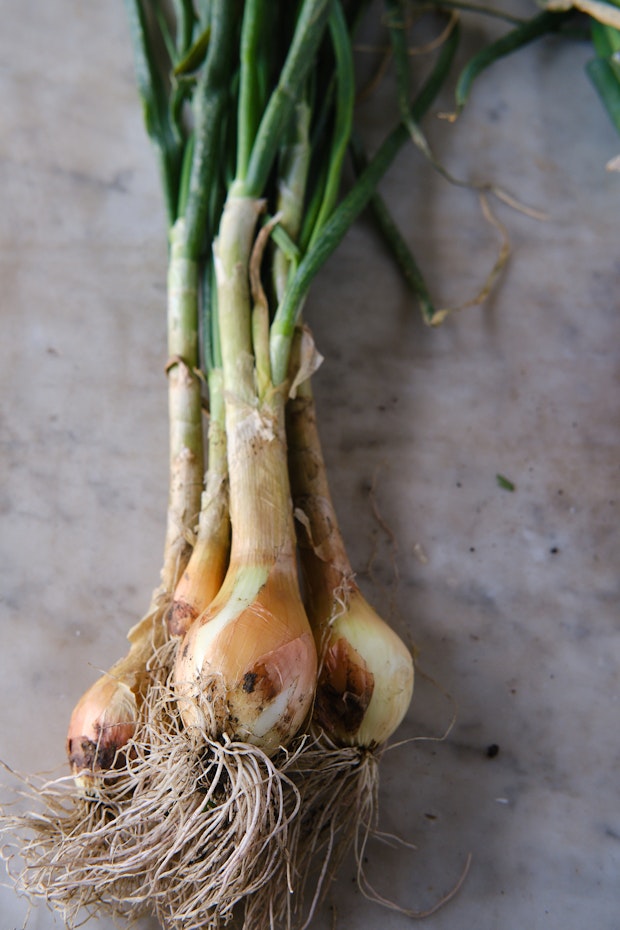 a bunch of spring onions with green tops intact