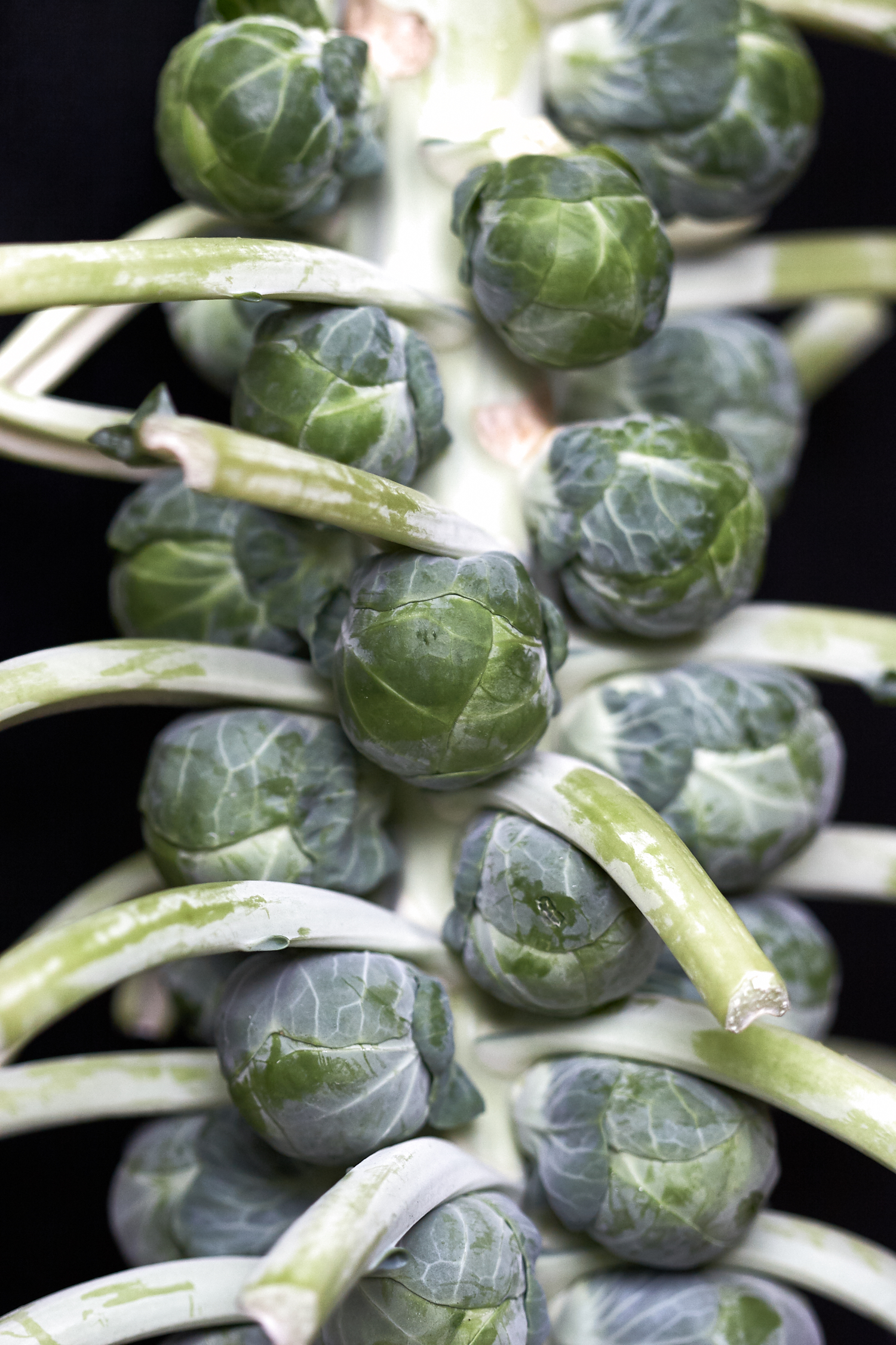 Brussels Sprouts on Stalk